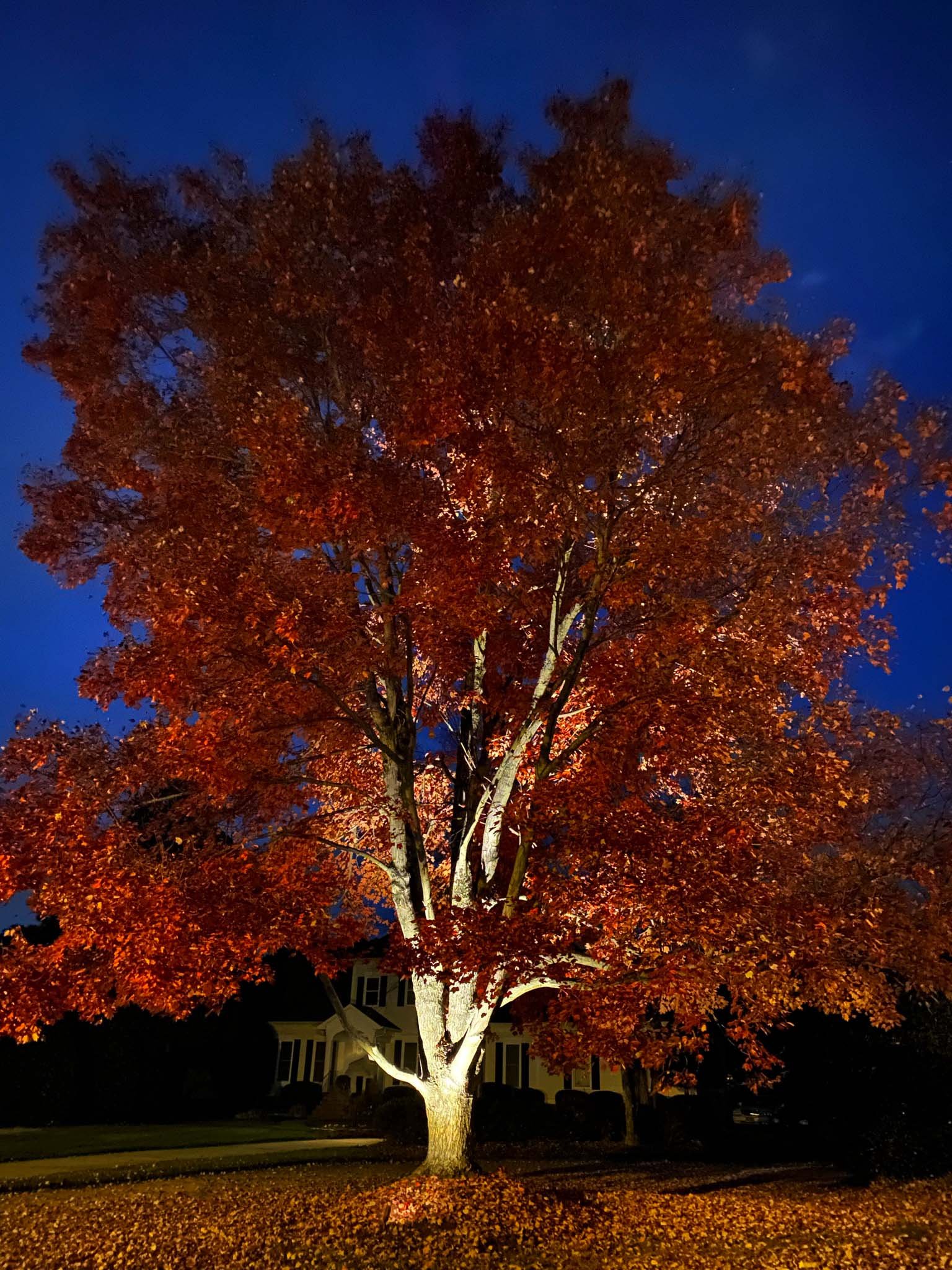 Large oak tree in the fall with vibrant red leaves lit with an accent light.